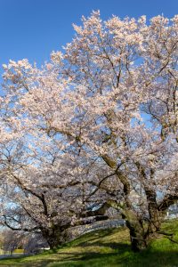 光明寺公園。桜並木、３月春の花、愛知県一宮市の観光・撮影スポットの名所