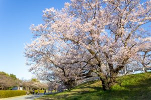 光明寺公園。桜並木、３月春の花、愛知県一宮市の観光・撮影スポットの名所