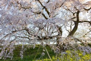 光明寺公園。桜並木、３月春の花、愛知県一宮市の観光・撮影スポットの名所