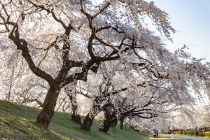 光明寺公園。桜並木、３月春の花、愛知県一宮市の観光・撮影スポットの名所