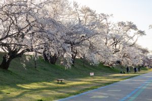 光明寺公園。桜並木、３月春の花、愛知県一宮市の観光・撮影スポットの名所