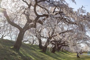 光明寺公園。桜並木、３月春の花、愛知県一宮市の観光・撮影スポットの名所