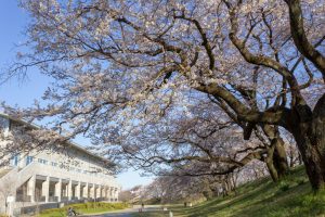 光明寺公園。桜並木、３月春の花、愛知県一宮市の観光・撮影スポットの名所