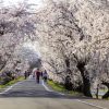光明寺公園。桜並木、３月春の花、愛知県一宮市の観光・撮影スポットの名所