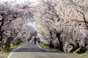 光明寺公園。桜並木、３月春の花、愛知県一宮市の観光・撮影スポットの名所