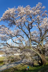 光明寺公園。桜並木、３月春の花、愛知県一宮市の観光・撮影スポットの名所