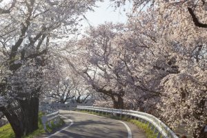 光明寺公園。桜並木、３月春の花、愛知県一宮市の観光・撮影スポットの名所
