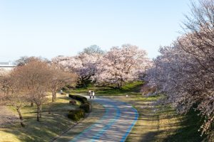 光明寺公園。桜並木、３月春の花、愛知県一宮市の観光・撮影スポットの名所