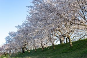 光明寺公園。桜並木、３月春の花、愛知県一宮市の観光・撮影スポットの名所