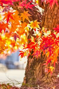 香嵐渓、紅葉、11月秋、愛知県豊田市の観光・撮影スポットの画像と写真