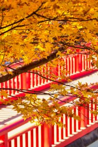 香嵐渓、紅葉、11月秋、愛知県豊田市の観光・撮影スポットの画像と写真