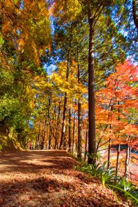 香嵐渓、紅葉、11月秋、愛知県豊田市の観光・撮影スポットの画像と写真