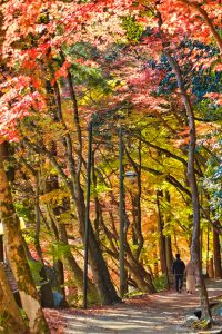 香嵐渓、紅葉、11月秋、愛知県豊田市の観光・撮影スポットの画像と写真