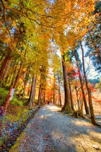 香嵐渓、紅葉、11月秋、愛知県豊田市の観光・撮影スポットの画像と写真
