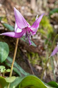 香嵐渓カタクリ群生地、飯盛山、3月春の花、愛知県豊田市の観光・撮影スポットの画像と写真