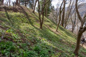 香嵐渓カタクリ群生地、飯盛山、3月春の花、愛知県豊田市の観光・撮影スポットの画像と写真