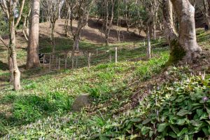 香嵐渓カタクリ群生地、飯盛山、3月春の花、愛知県豊田市の観光・撮影スポットの画像と写真