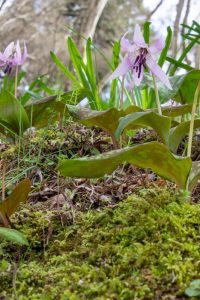 香嵐渓カタクリ群生地、飯盛山、3月春の花、愛知県豊田市の観光・撮影スポットの画像と写真