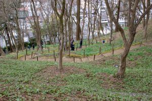香嵐渓カタクリ群生地、飯盛山、3月春の花、愛知県豊田市の観光・撮影スポットの画像と写真