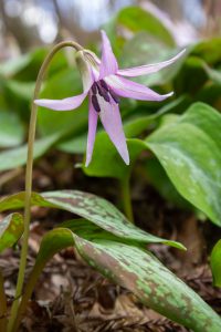 香嵐渓カタクリ群生地、飯盛山、3月春の花、愛知県豊田市の観光・撮影スポットの画像と写真