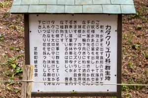 香嵐渓カタクリ群生地、飯盛山、3月春の花、愛知県豊田市の観光・撮影スポットの画像と写真