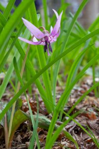 香嵐渓カタクリ群生地、飯盛山、3月春の花、愛知県豊田市の観光・撮影スポットの画像と写真