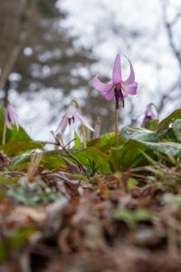 香嵐渓カタクリ群生地、飯盛山、3月春の花、愛知県豊田市の観光・撮影スポットの画像と写真