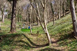 香嵐渓カタクリ群生地、飯盛山、3月春の花、愛知県豊田市の観光・撮影スポットの画像と写真