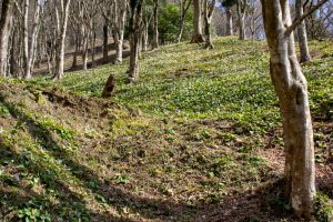 香嵐渓カタクリ群生地、飯盛山、3月春の花、愛知県豊田市の観光・撮影スポットの画像と写真