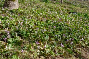 香嵐渓カタクリ群生地、飯盛山、3月春の花、愛知県豊田市の観光・撮影スポットの画像と写真香嵐渓カタクリ群生地、飯盛山、3月春の花、愛知県豊田市の観光・撮影スポットの画像と写真