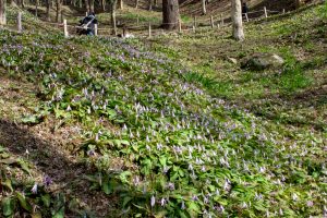 香嵐渓カタクリ群生地、飯盛山、3月春の花、愛知県豊田市の観光・撮影スポットの画像と写真