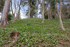 香嵐渓カタクリ群生地、飯盛山、3月春の花、愛知県豊田市の観光・撮影スポットの画像と写真