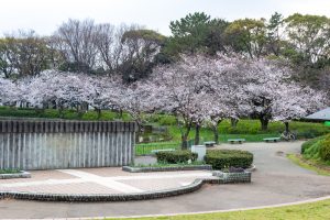 名城公園、桜、3月の春の花、名古屋市北区の観光・撮影スポットの画像と写真