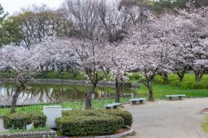 名城公園、桜、3月の春の花、名古屋市北区の観光・撮影スポットの画像と写真