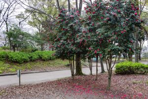 名城公園、ツバキ、3月の春の花、名古屋市北区の観光・撮影スポットの画像と写真