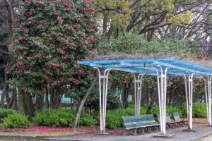 名城公園、ツバキ、3月の春の花、名古屋市北区の観光・撮影スポットの画像と写真