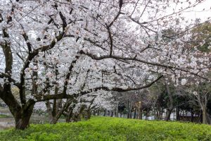 名城公園、桜、3月の春の花、名古屋市北区の観光・撮影スポットの画像と写真