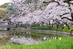 名城公園、桜、3月の春の花、名古屋市北区の観光・撮影スポットの画像と写真