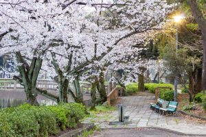 名城公園、桜、3月の春の花、名古屋市北区の観光・撮影スポットの画像と写真