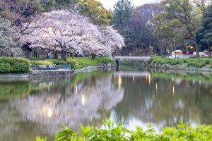 名城公園、桜、3月の春の花、名古屋市北区の観光・撮影スポットの画像と写真