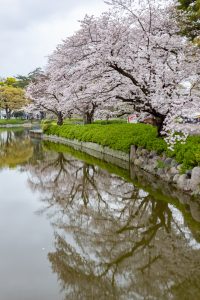 名城公園、桜、3月の春の花、名古屋市北区の観光・撮影スポットの画像と写真