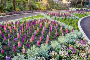 名城公園、3月の春の花、名古屋市北区の観光・撮影スポットの画像と写真