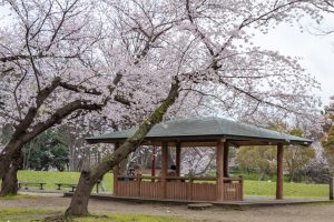 名城公園、桜、3月の春の花、名古屋市北区の観光・撮影スポットの画像と写真