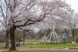 名城公園、桜、3月の春の花、名古屋市北区の観光・撮影スポットの画像と写真