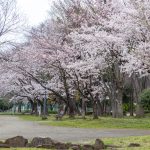 名城公園、桜、3月の春の花、名古屋市北区の観光・撮影スポットの画像と写真