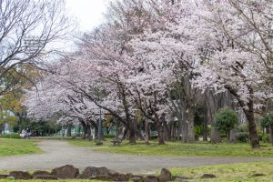 名城公園、桜、3月の春の花、名古屋市北区の観光・撮影スポットの画像と写真