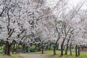 名城公園、桜、3月の春の花、名古屋市北区の観光・撮影スポットの画像と写真