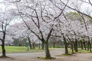 名城公園、桜、3月の春の花、名古屋市北区の観光・撮影スポットの画像と写真