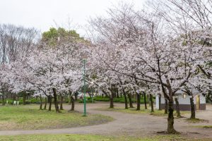 名城公園、桜、3月の春の花、名古屋市北区の観光・撮影スポットの画像と写真
