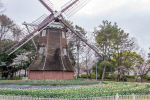 名城公園、桜、3月の春の花、名古屋市北区の観光・撮影スポットの画像と写真